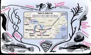 Non-indigenous species carried in ballast water (graphic by Patterson Clark of the WPost)